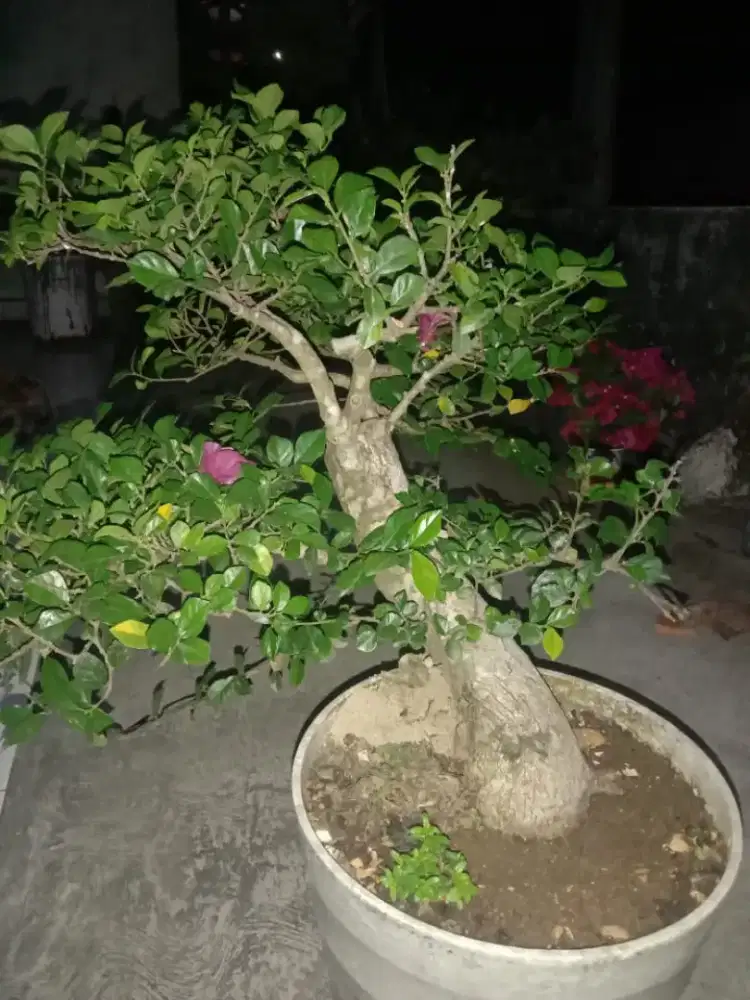 Bonsai kisurat cabang