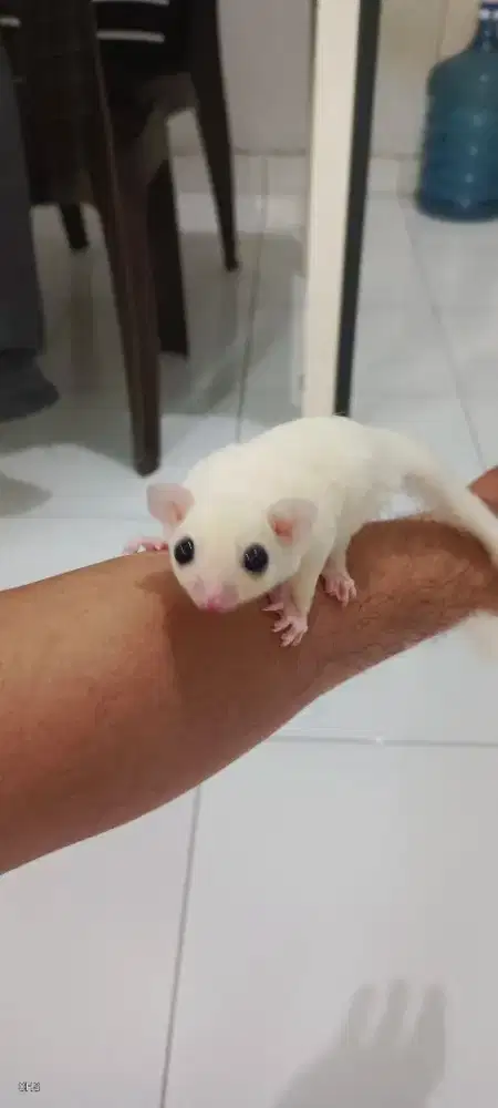 Sugar Glider Leucistik