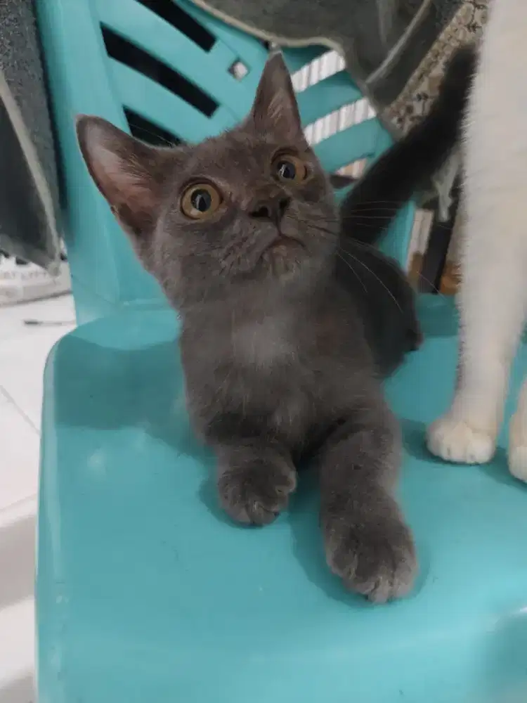 Adopt anak kucing