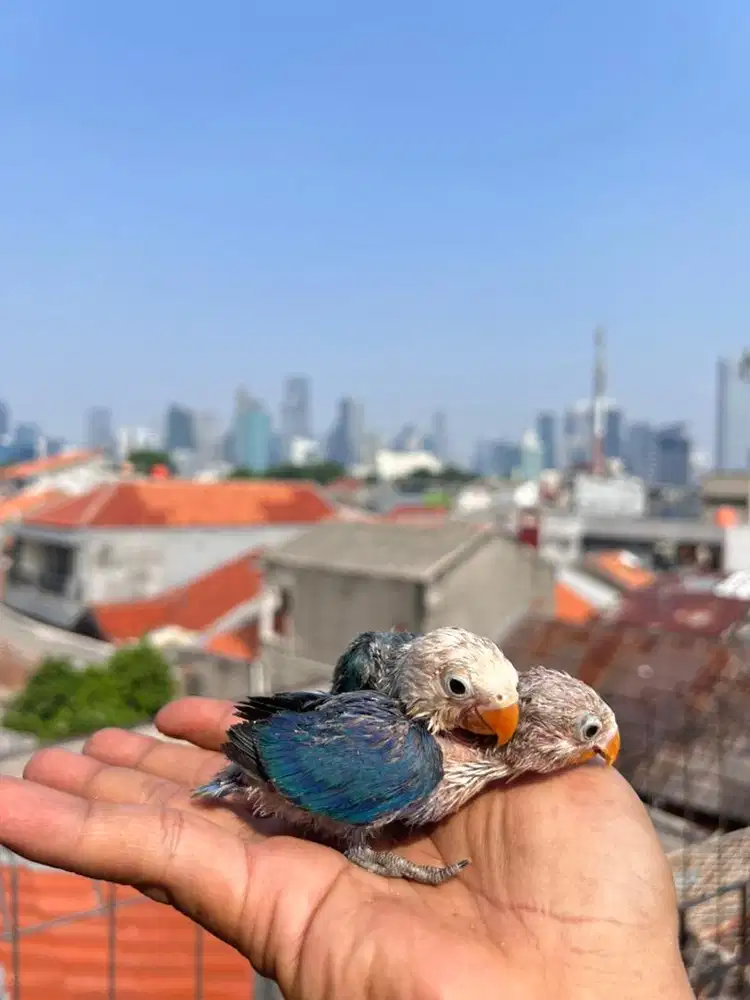 Lovebird Lolohan