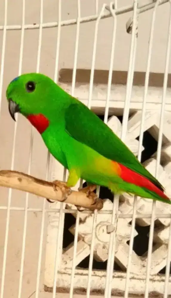 burung masteran murai batu