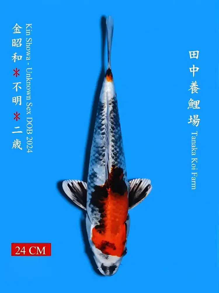 Koi Kin Showa Import Tanaka