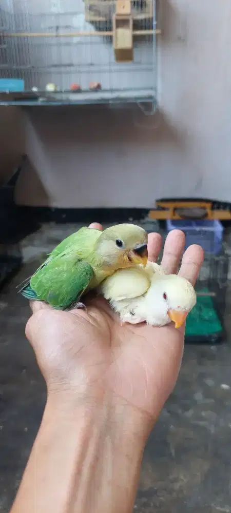 Lovebird jinak skil