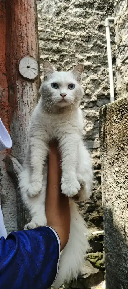 Kucing maincone mix betina