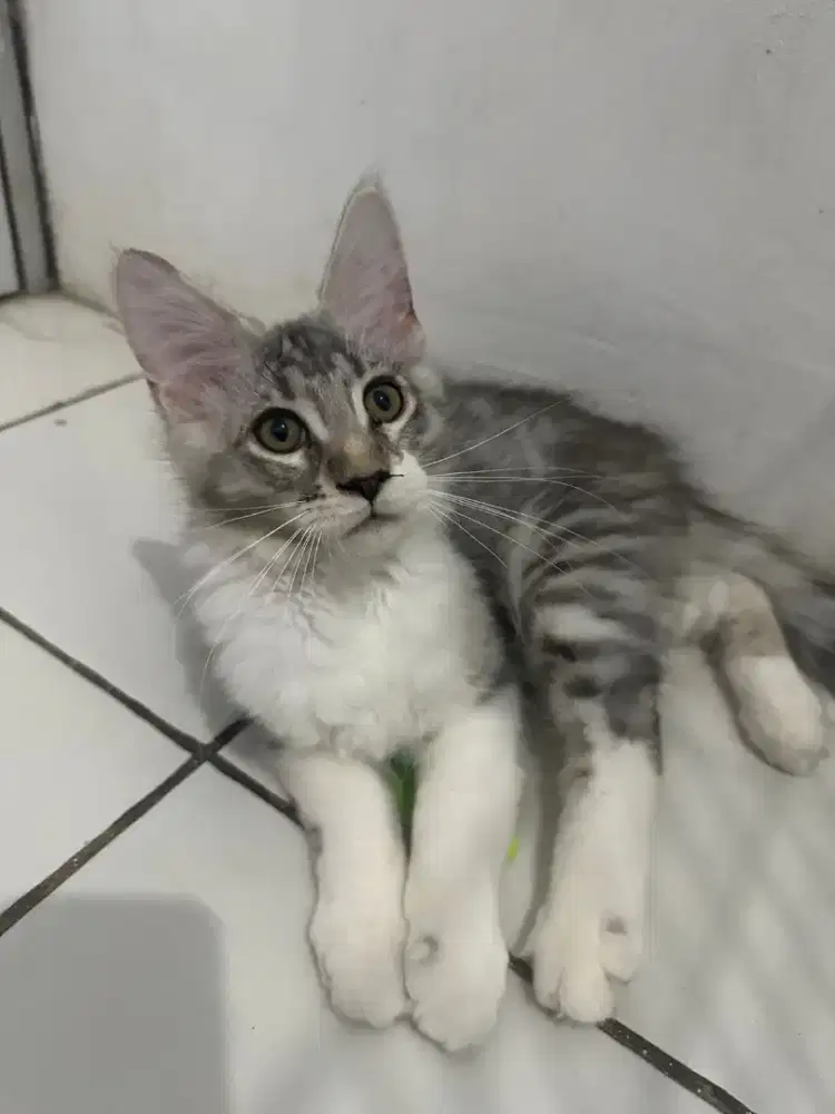KITTEN MAINECOON SILVER NONPED 100% MAINECOON MURNI. BETINA DAN JANTAN