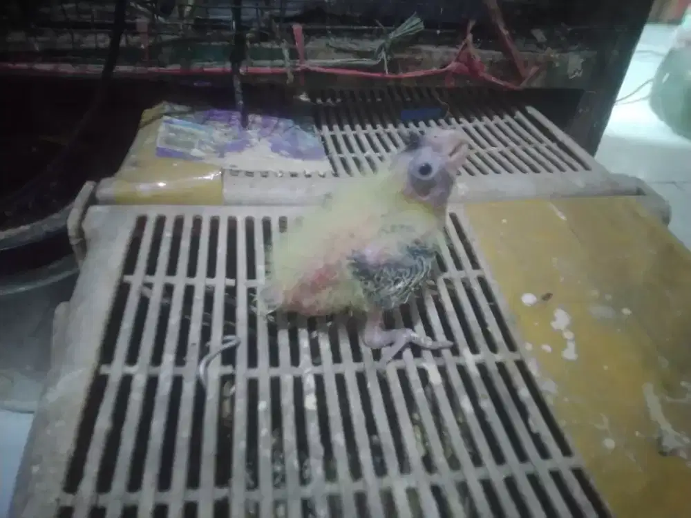 Lolohan burung falk