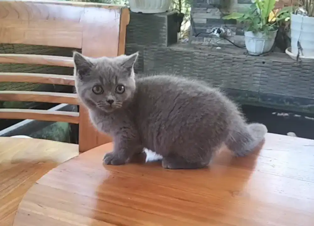 BSH Munchkin Blue Solid Jantan Cebol British Short Hair Kitten