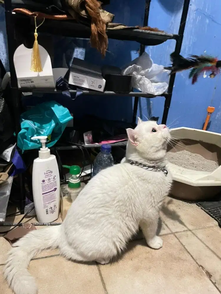 british shorthair white solid bsh jantan