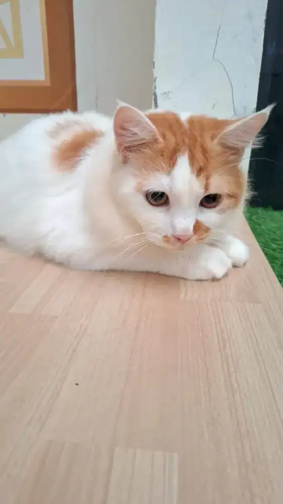Adopsi kucing Persia