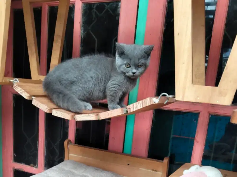 Munchkin BSH Blue Solid Jantan British Short Hair Cebol Kitten