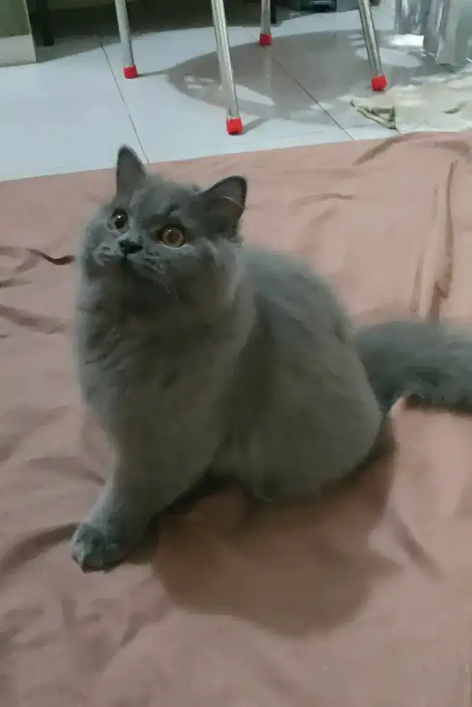 British Long Hair