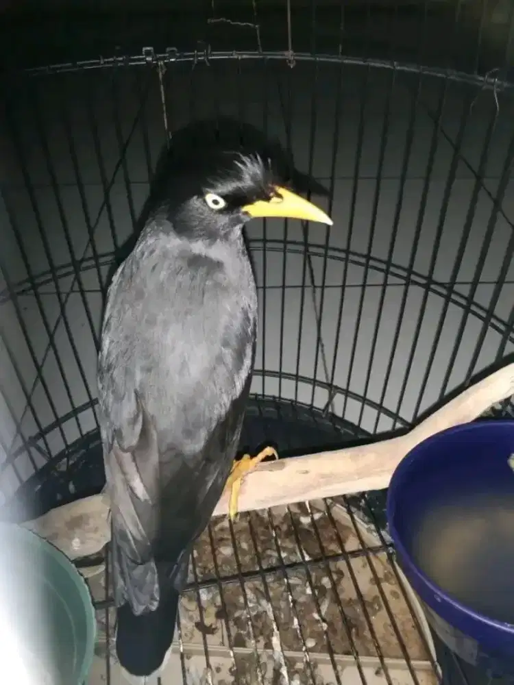 Burung Jalak kebo