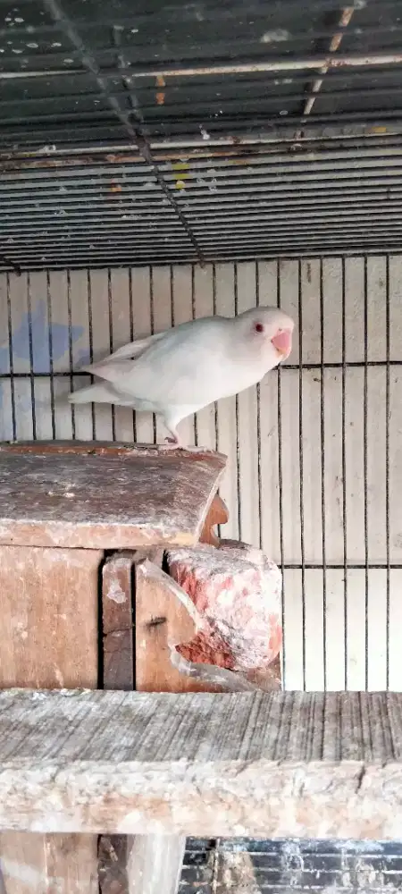Lovebird albino mata merah