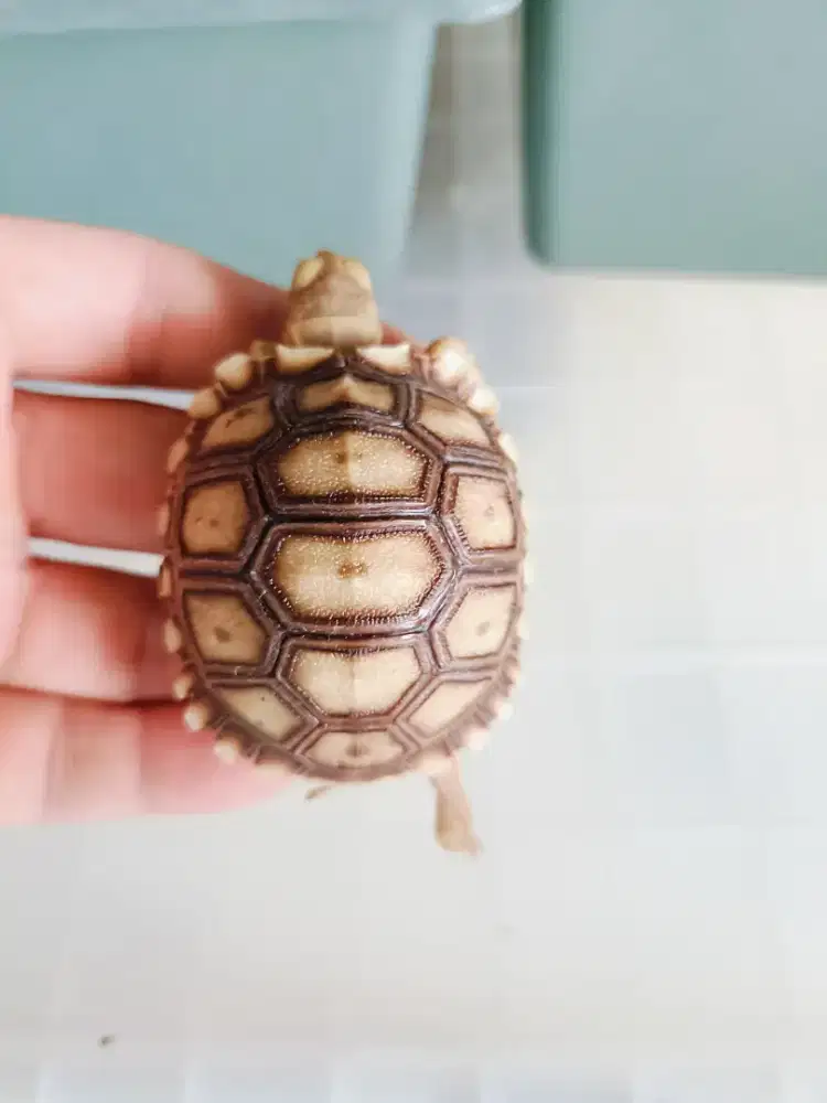 Sulcata uk 5.5 up