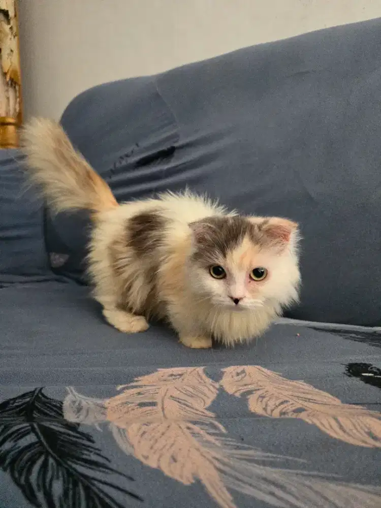Betina gaelic munchkin cebol scootish