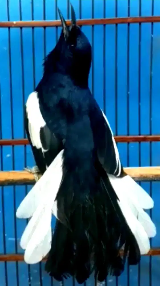 BURUNG KACER GACOR KONSLET CETREKAN NGOBRA BUKA EKOR