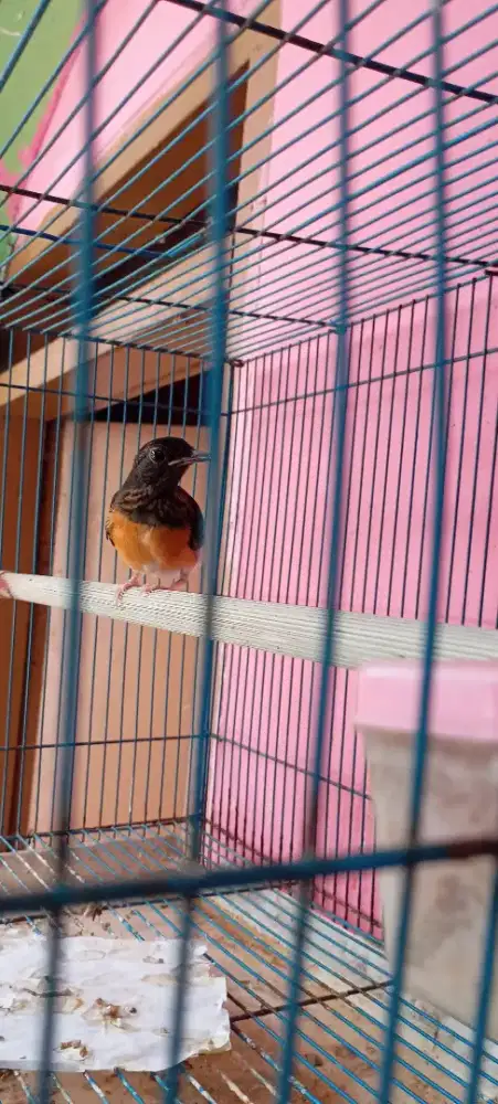 Burung Murai Batu Medan Trotol Jantan