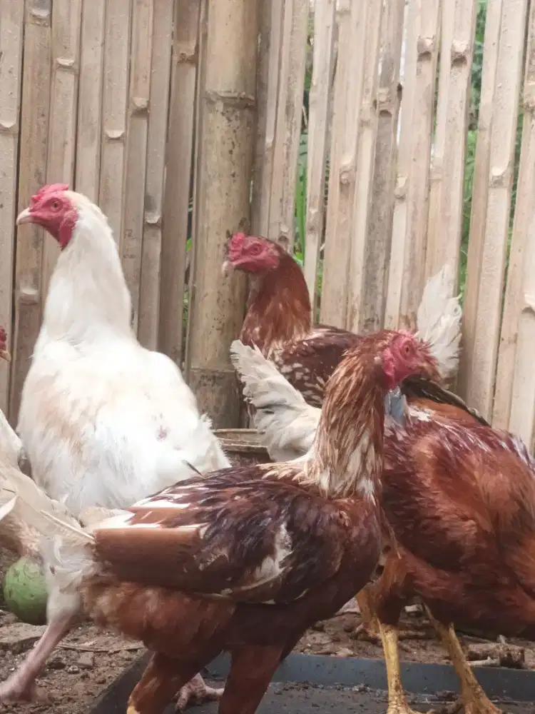 Jual ayam kampung