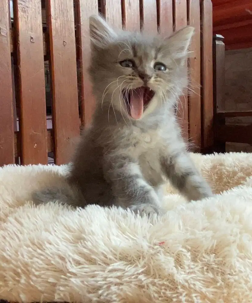 Kitten persian flatnose longhair bulu kapas gembul lincah