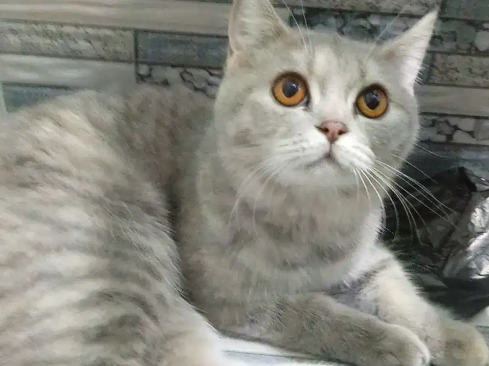 BSH 4Bulan Betina