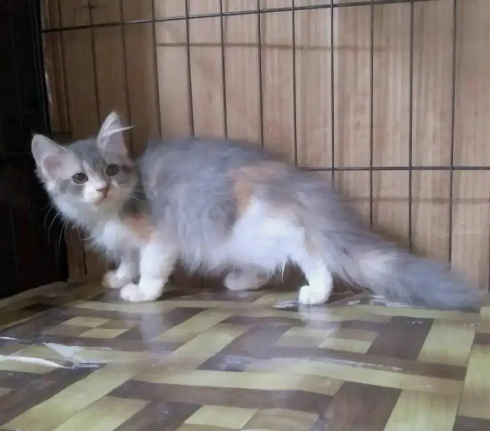 anak kucing calico dilute