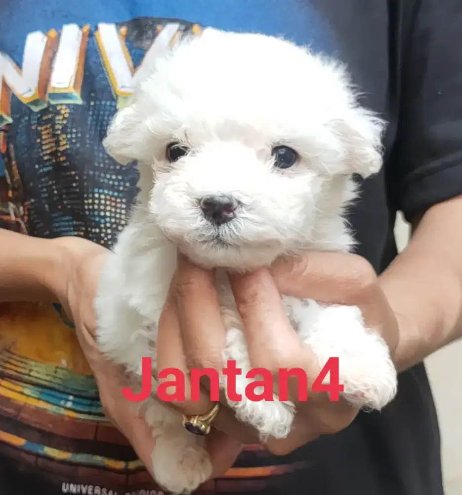 DI JUAL MURAH BICHON FRISE STAMBUM VAKSIN KUALITAS BAGUS