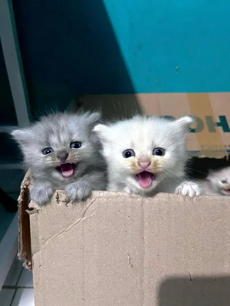 LA PERSIA KITTEN