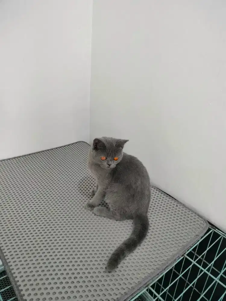 British shorthair