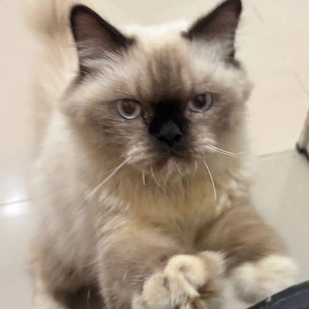 Open Adopt Kucing Himalayan
