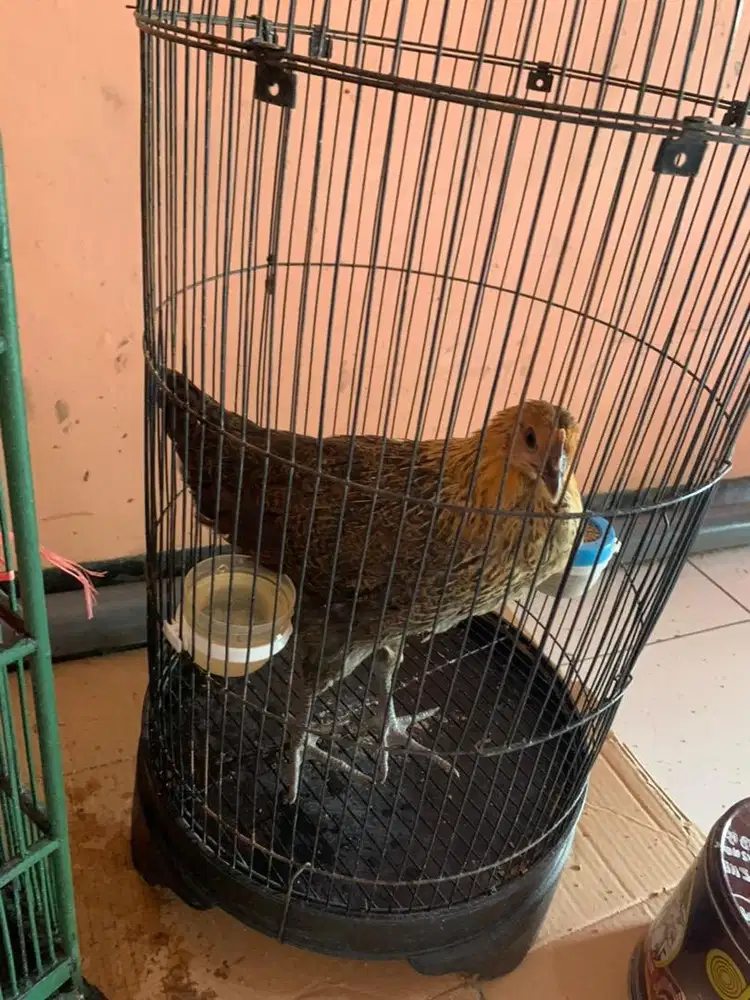 Ayam Arab Petelur Rawatan Pribadi