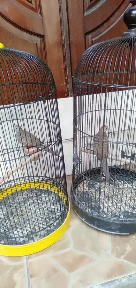 Jual borongan 5 ekor perkutut lokal fs