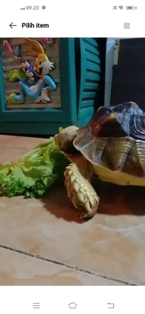 Kura2 kura Sulcata