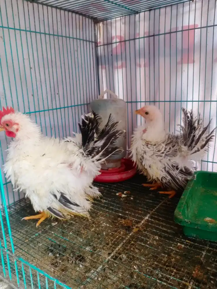 Ayam kate walik black tail