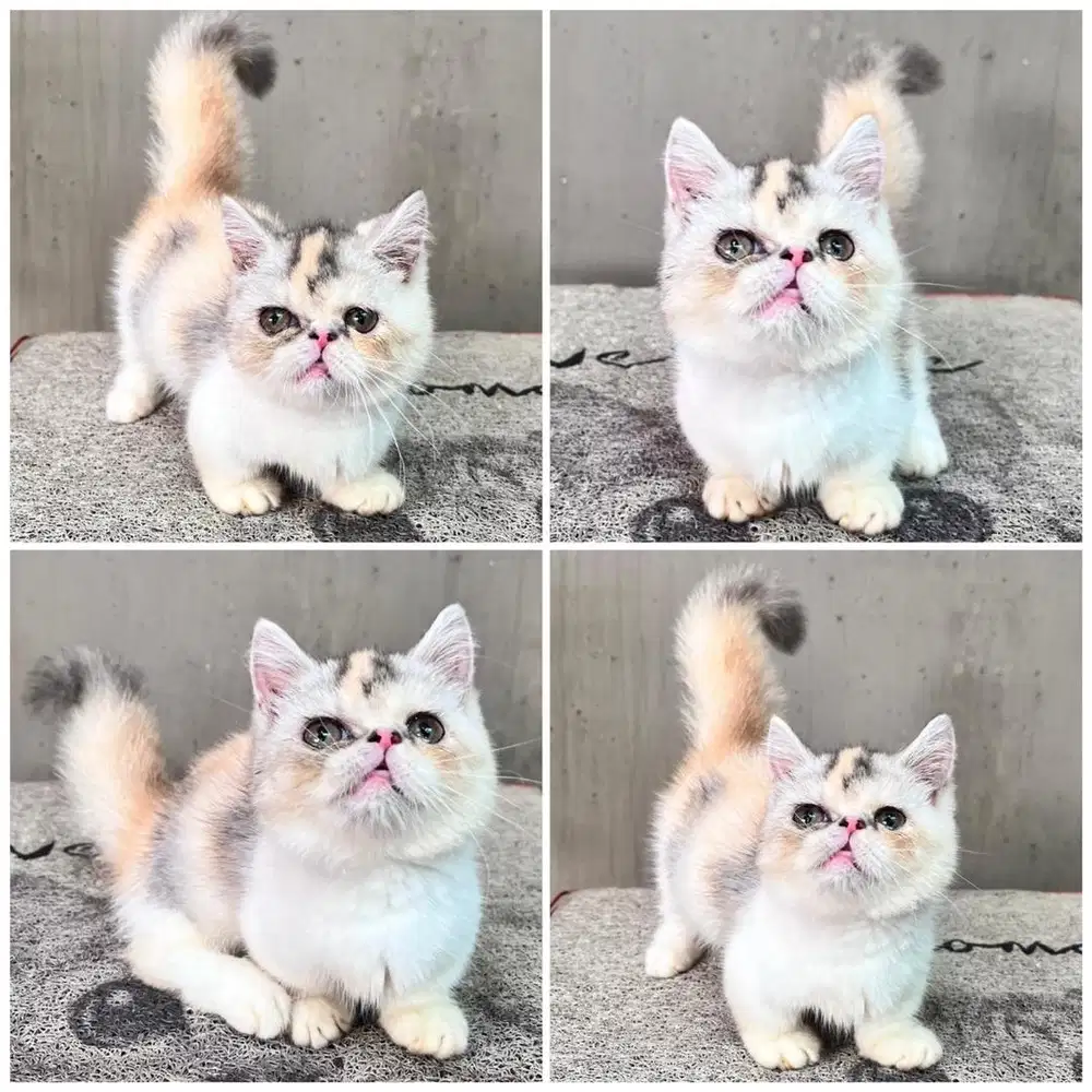 Kucing munchkin minuet