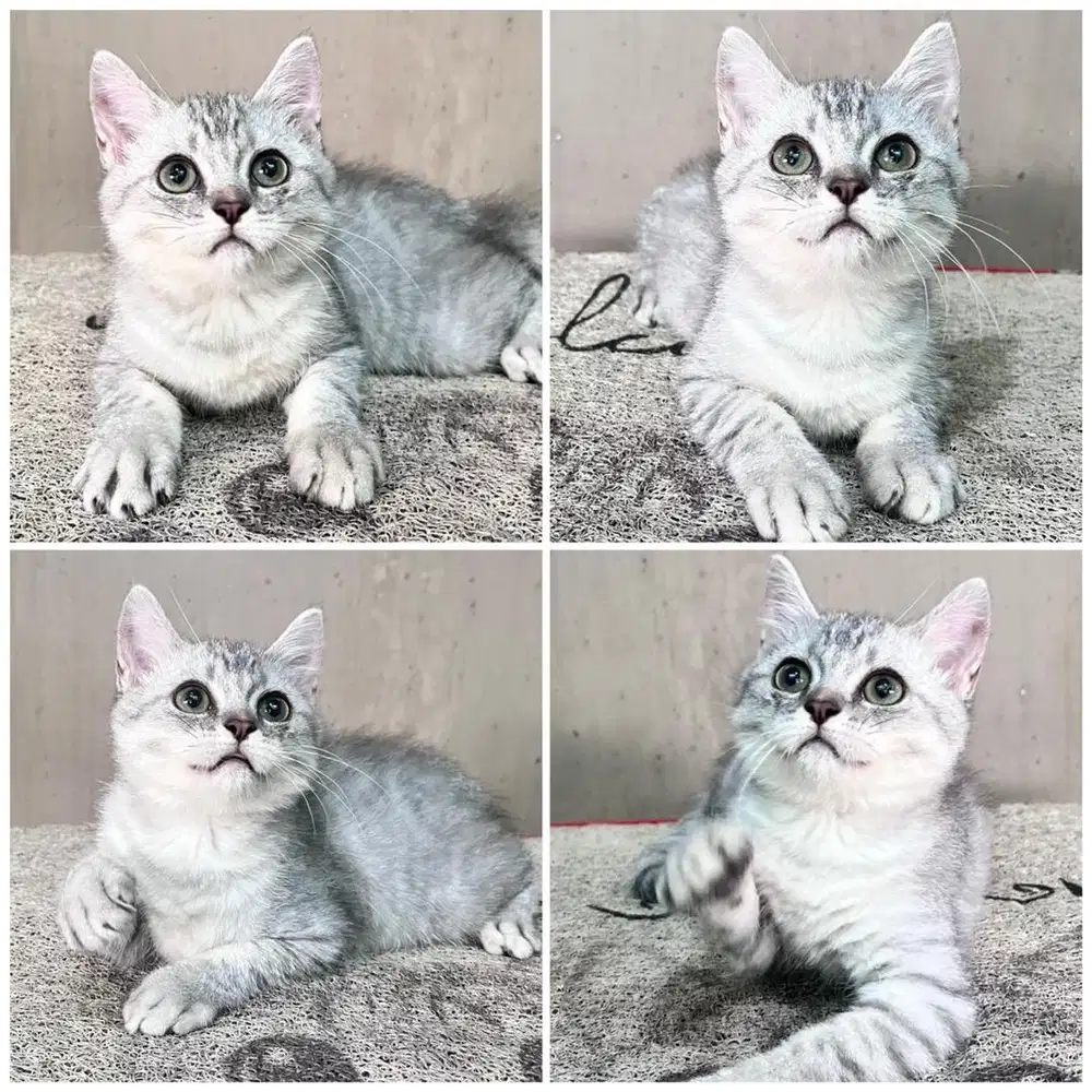 Kucing scottish straight
