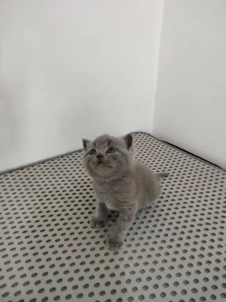 British shorthair