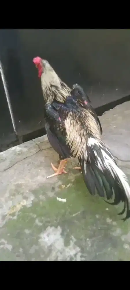 Ayam Bangkok jalak besak tinggi umur 9bulan