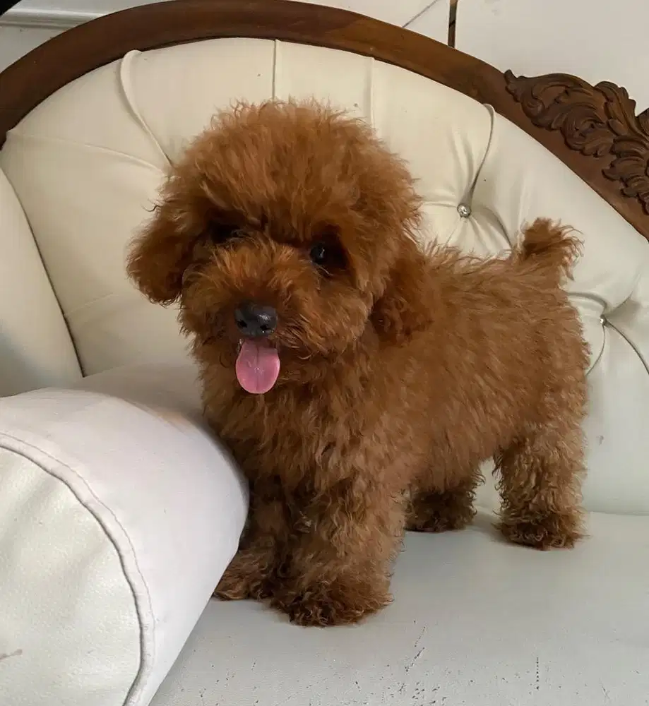 Poodle red jantan stamboom vaksin