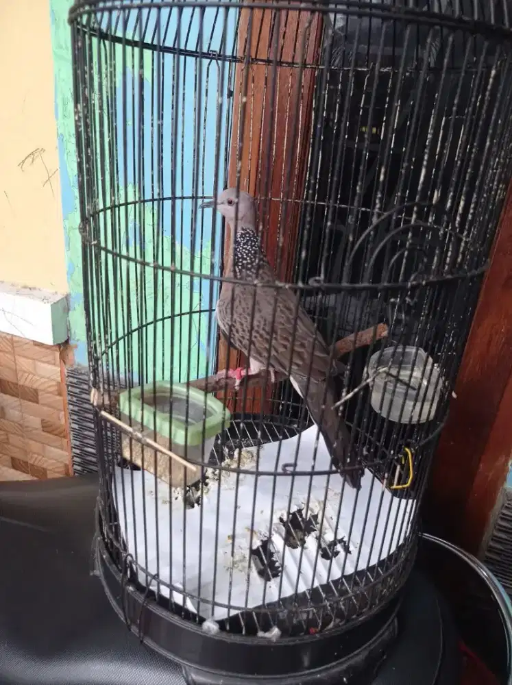 Burung tekukur betina