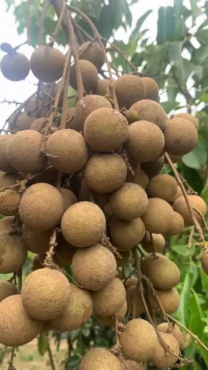 Buah kelengkeng