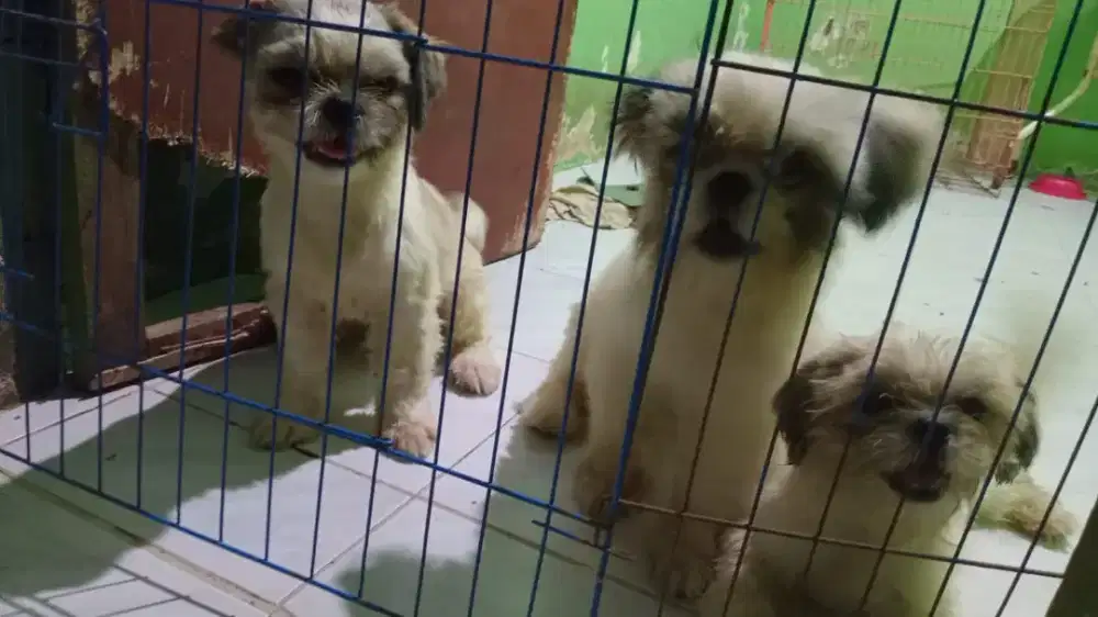 Anakan anjing Shihtzu, shi tzu, shitzu, Shih tzu