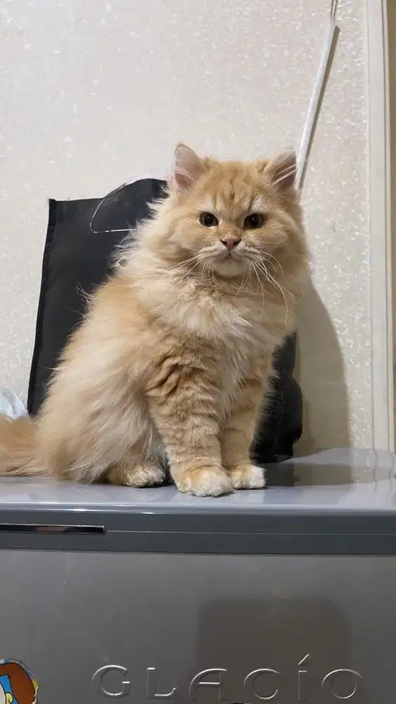 Kucing oyen lucu