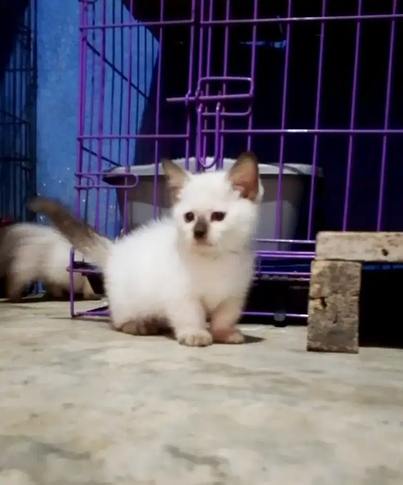 Kitten Munchkin Himalaya jantan