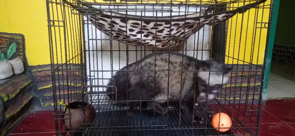 Musang pandan jinak peliharaan