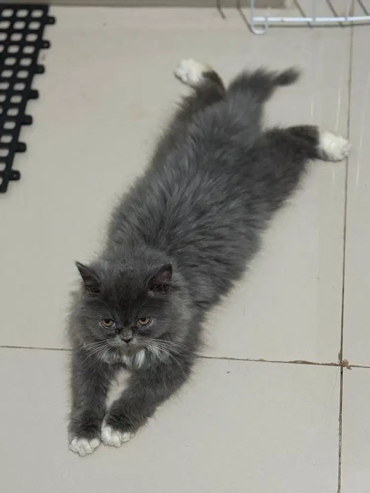 Adopsi 2 Kucing Ras