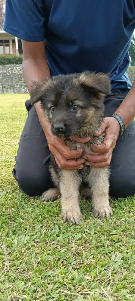German Shepherd Herder Anjing Herder
