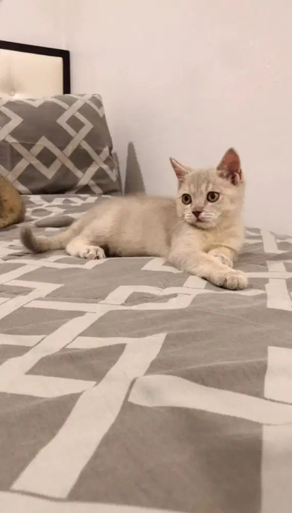 BSH british shorthair Lilac fawn jantan