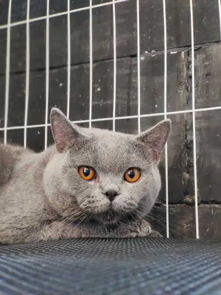 BSH Asli 11bln jantan