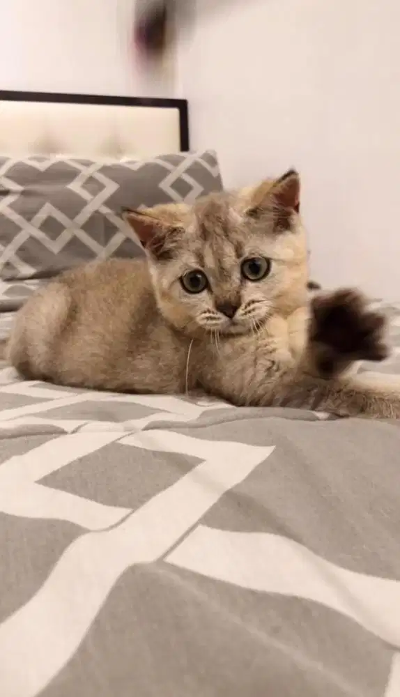 BSH British shorthair Golden jantan