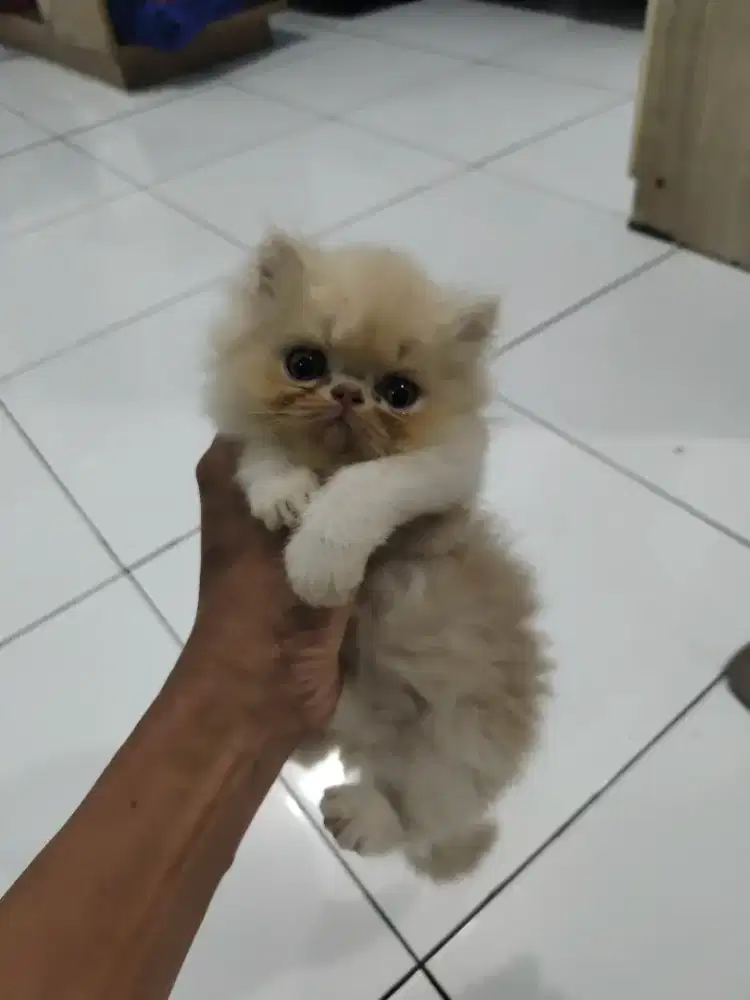 Kitten Jantan 2 Bulan